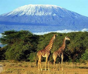 Zambia wildlife viewing games